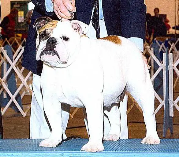Country Bull's Remembering Daisy