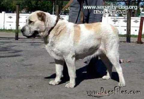 CHIONA