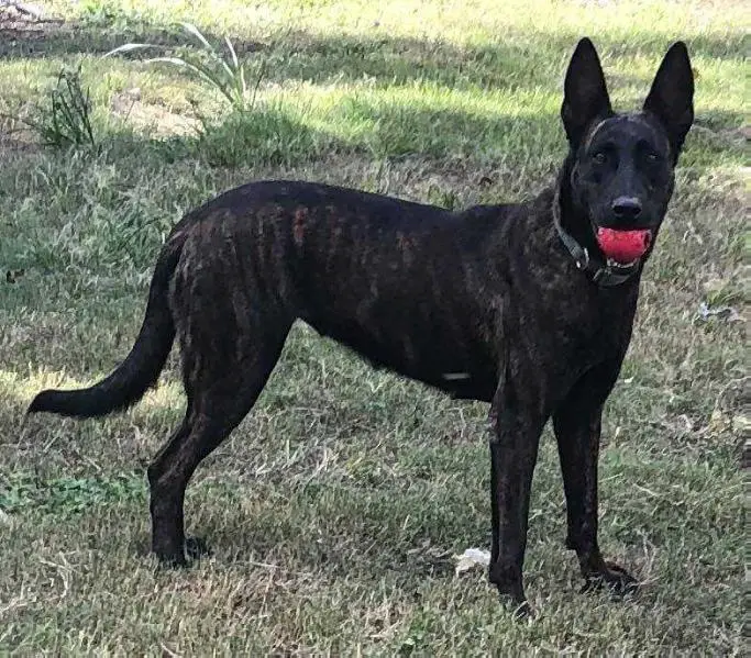 Azrael (Dhr. D. Harper, Cypress, Texas, USA)