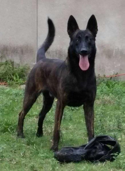 Harley from Land of Oz (Dhr. D. Harper, Cypress, TX, USA)