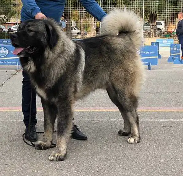 Conan Dracula Castle Kennel