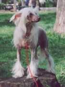 Kredo Festa Image of Beauty