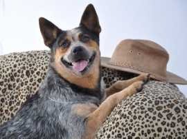 Chita Deseret Dog PRENDA