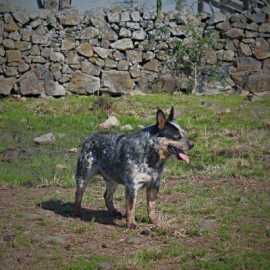 Sentinela Farrapo Caudilho