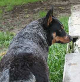 Chimarrita do Rancho dos Pampas