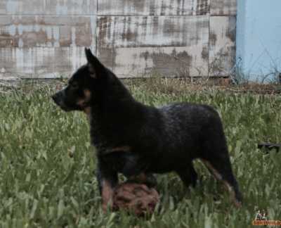 Sentinela Farrapo Sally