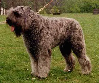 Dusty Egas