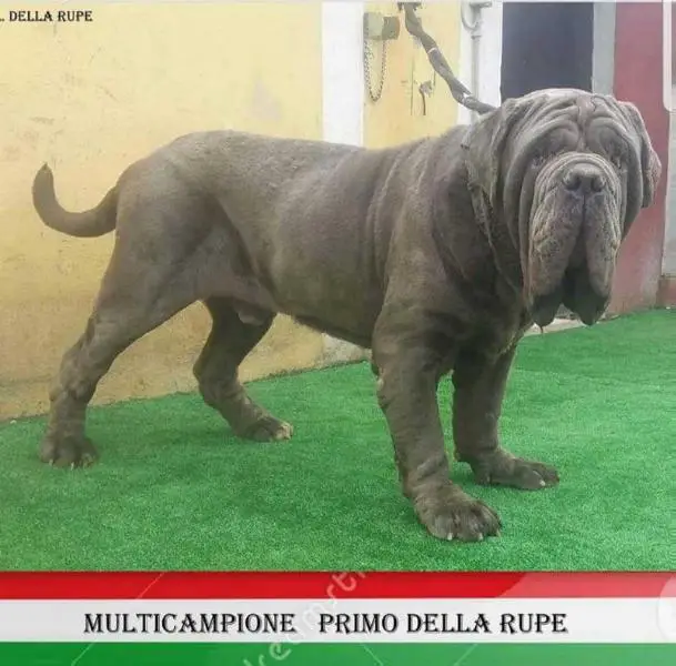 PRIMO DELLA RUPE