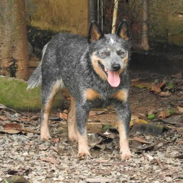Maria Bonita of Heelers Selivon