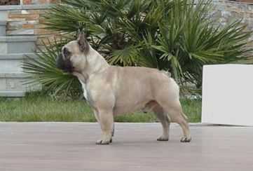 Kingfriend Mr Bombastic
