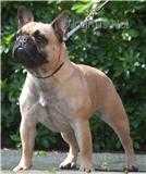 Kingfriend Miss Celtic