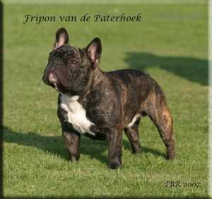 FRIPON VAN DE PATERHOEK