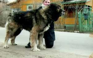 Russkii