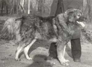 Askar Tsado