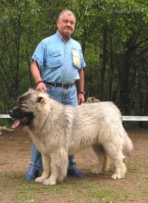 Russkii Medved Barin