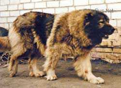 Krin Chara