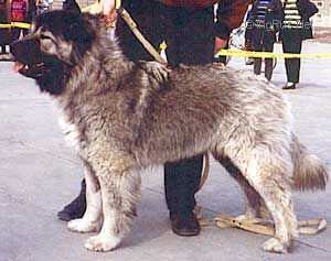 Russkii Medved Druzhina