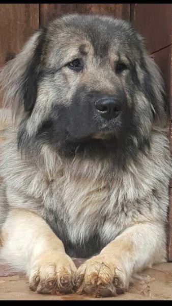 Starr Caucaz De Torrenburg Figo (ROU)
