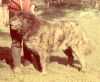 Gamura