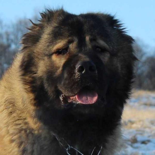 Medved Rossii Yakudza (ROU)