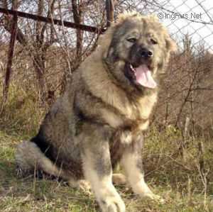 VOHUMANA RUSSKAYA BARYSHNYA