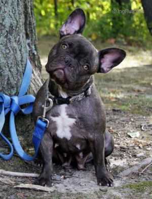 Smokin Hotvyxin Ofnorthenbully