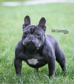 Black Jack Bleu