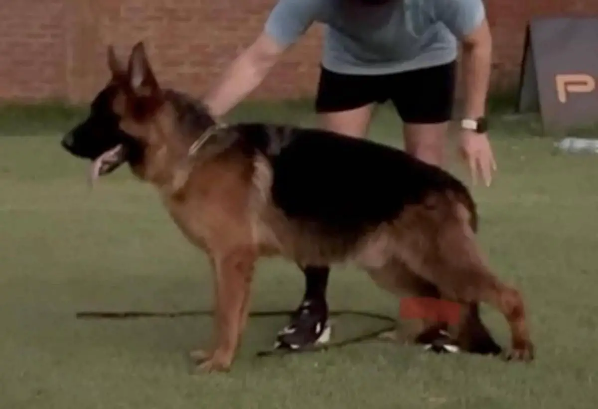 Caesar vom Tunariblick