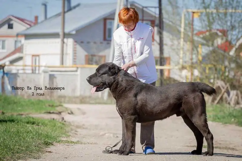 TAIGER IZ GRAD VLADIMIRA