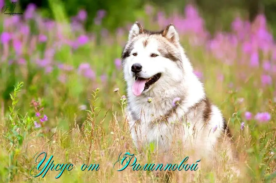 Ursus Ot Filippovoy