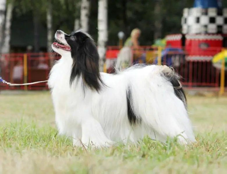 Le papillon ravissant Brianna (PH)