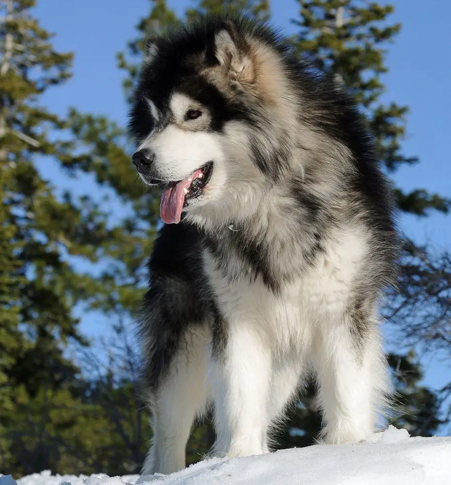 Snowlion Kathmandu Rebel