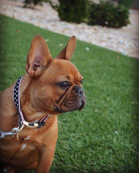 WYBs Reece of West Texas Frenchies ROSIE