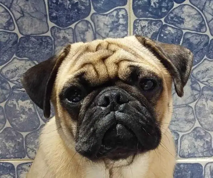 Tao Original Dogus