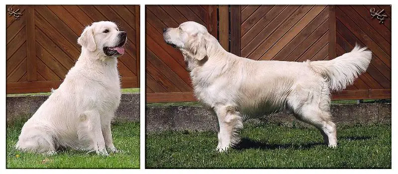 Rafael iz Sokolinogo Gnezda