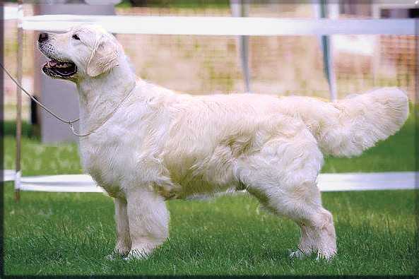 D.J. for Peter Evidog