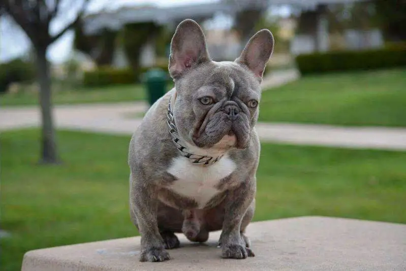 Gotfrenchie's “Lucky” Quattro