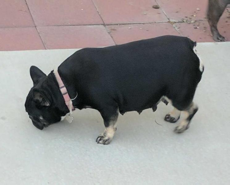 Spencerman's Zoey