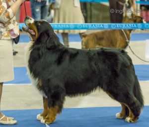 SENNENHUND ROSSII MAKENTOSH