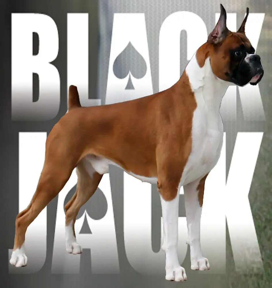 champion boxer dog