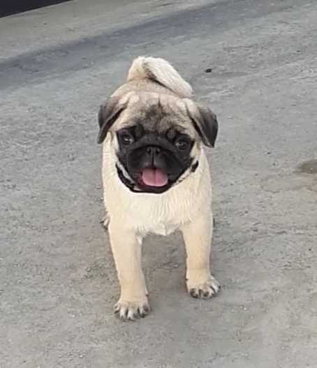 Snowkastell Roraima pug