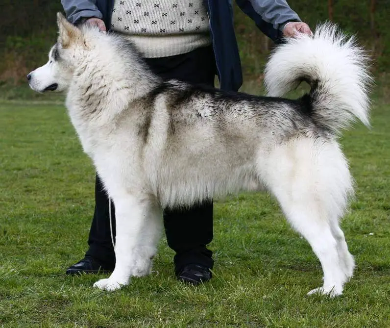 ICY DUKE OF JUKON Huk Amarok