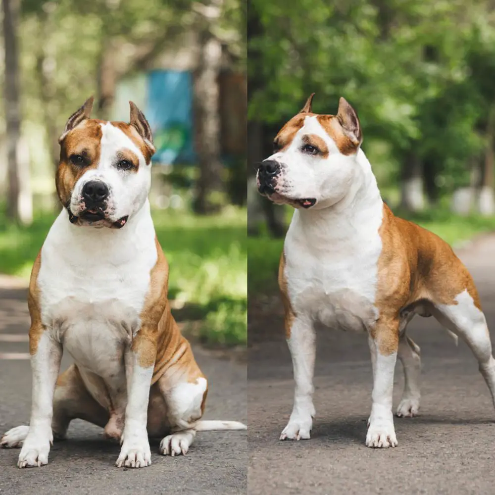 Tcenniy Prize Power of Origin