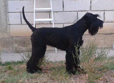 Arminia Black Virtus