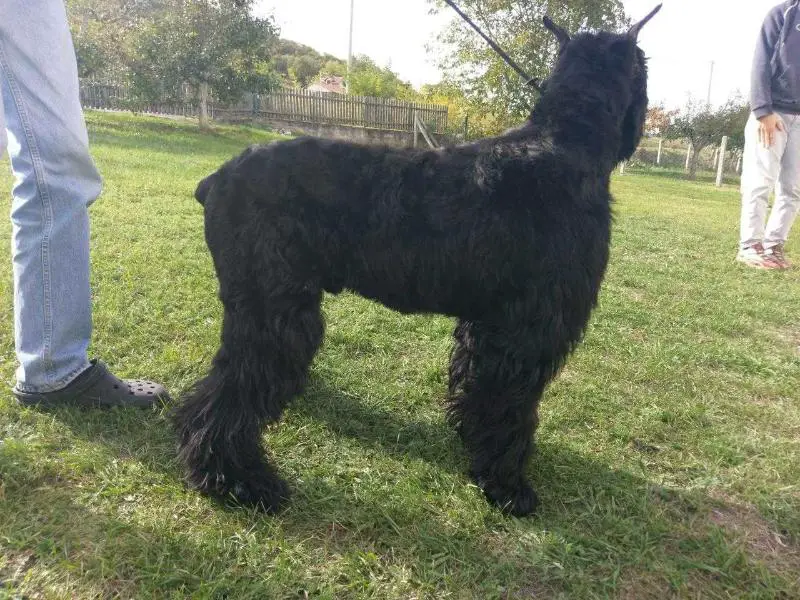 bandit black bearded