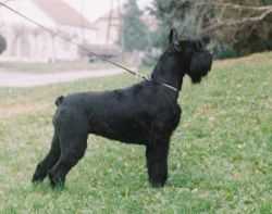 ivana od crnobradih