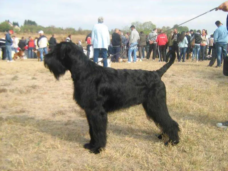 cassa di nero cane hexenwald