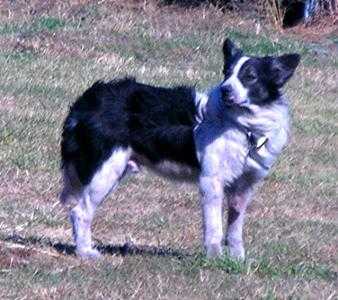 Tuffy AKC DN06592301