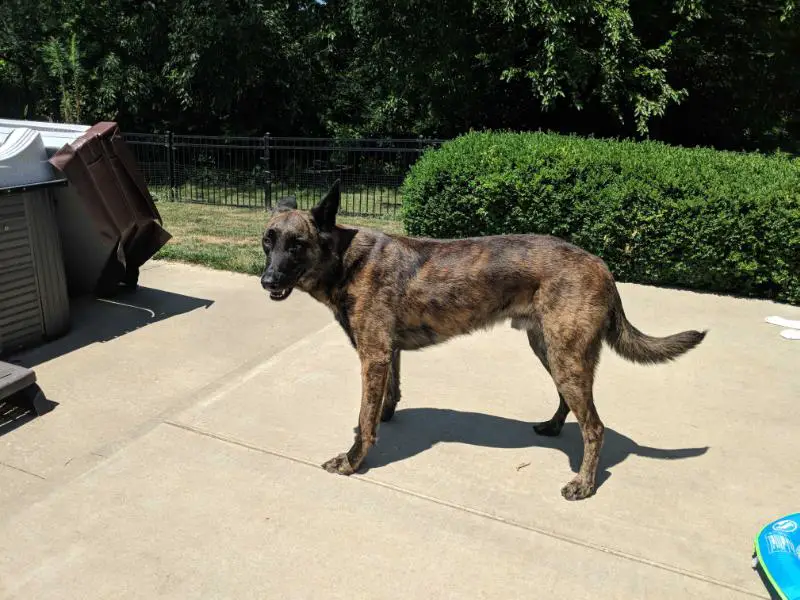 Van Cunning K9's Brady