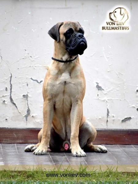 Von Liev Al Capone